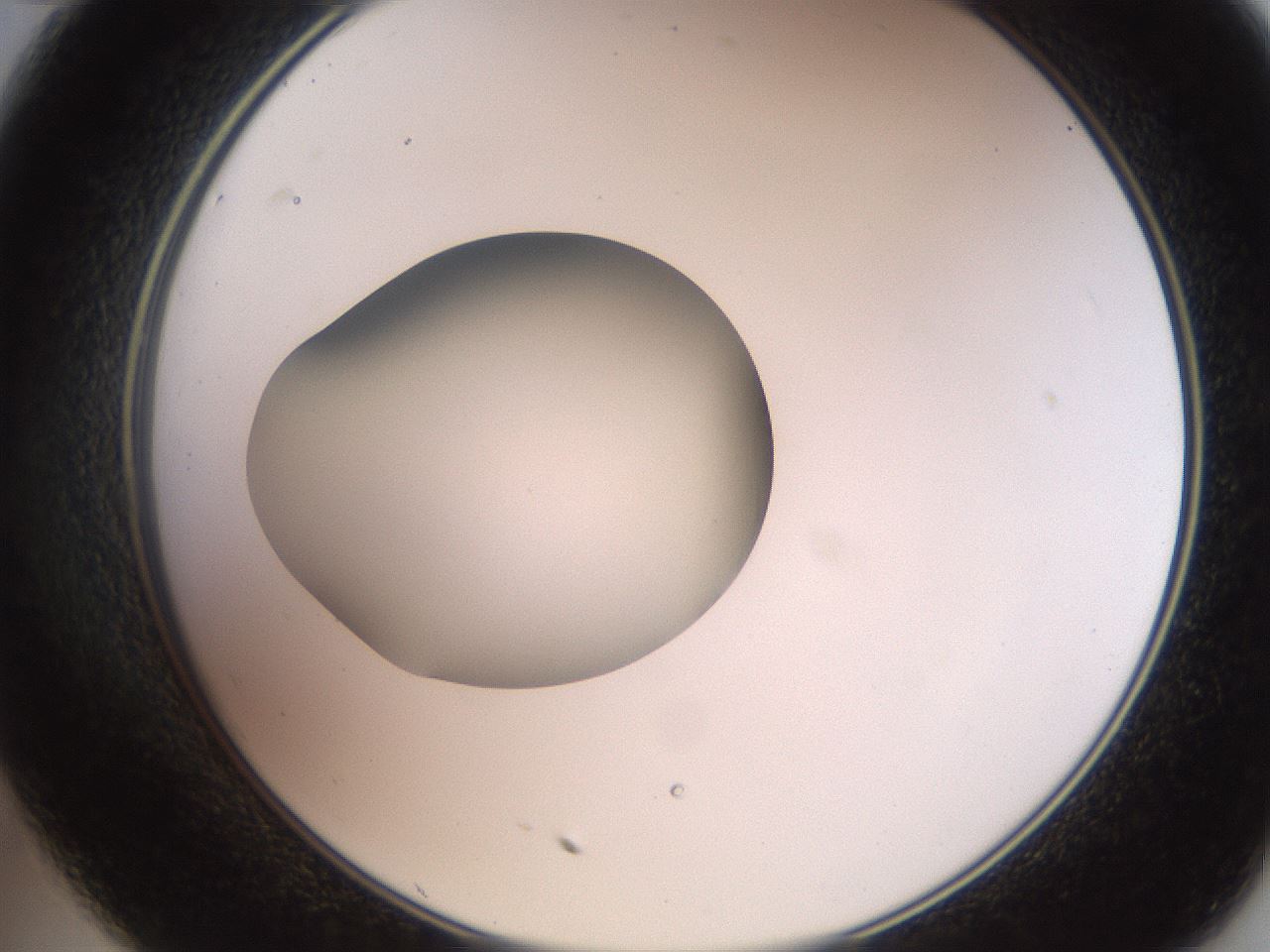 folderID260_plateID2260_batchID10334_wellNum35_profileID1_d2_r157063_ef.jpg