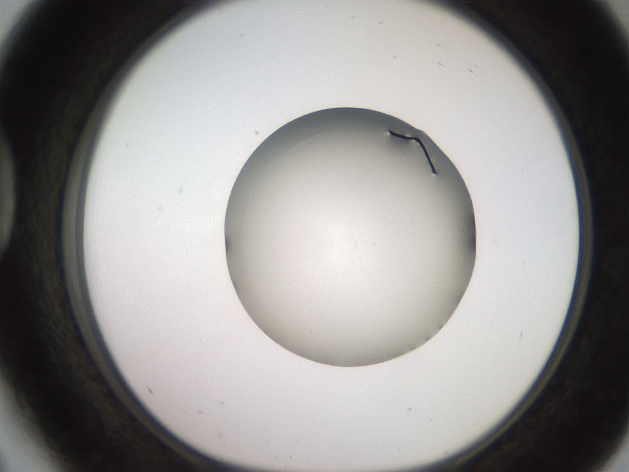 folderID260_plateID2260_batchID10334_wellNum41_profileID1_d1_r157074_ef.jpg