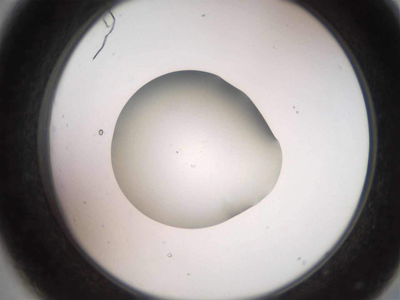 folderID260_plateID2260_batchID10334_wellNum44_profileID1_d2_r157081_ef.jpg