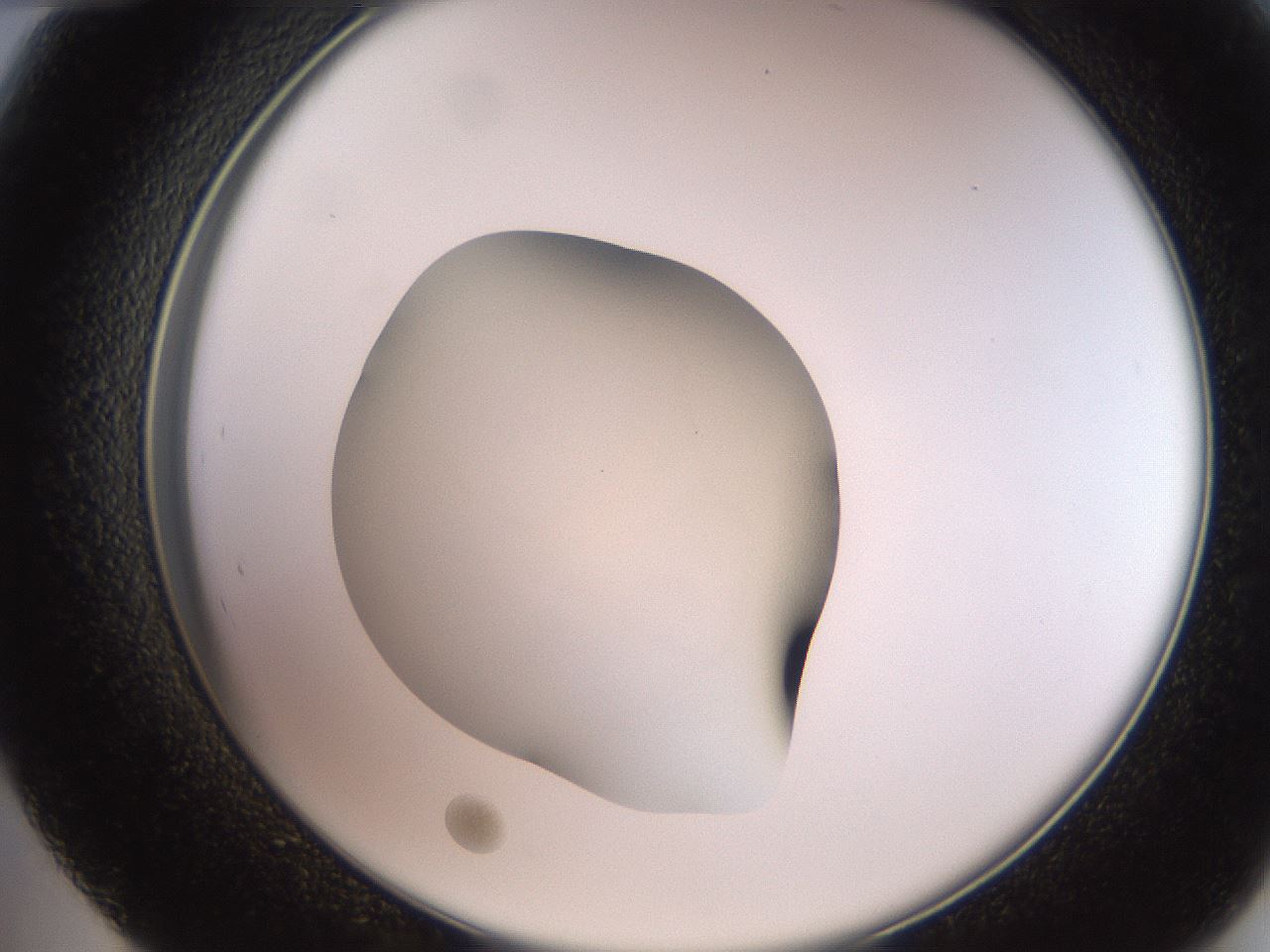 folderID260_plateID2260_batchID10334_wellNum48_profileID1_d2_r157089_ef.jpg