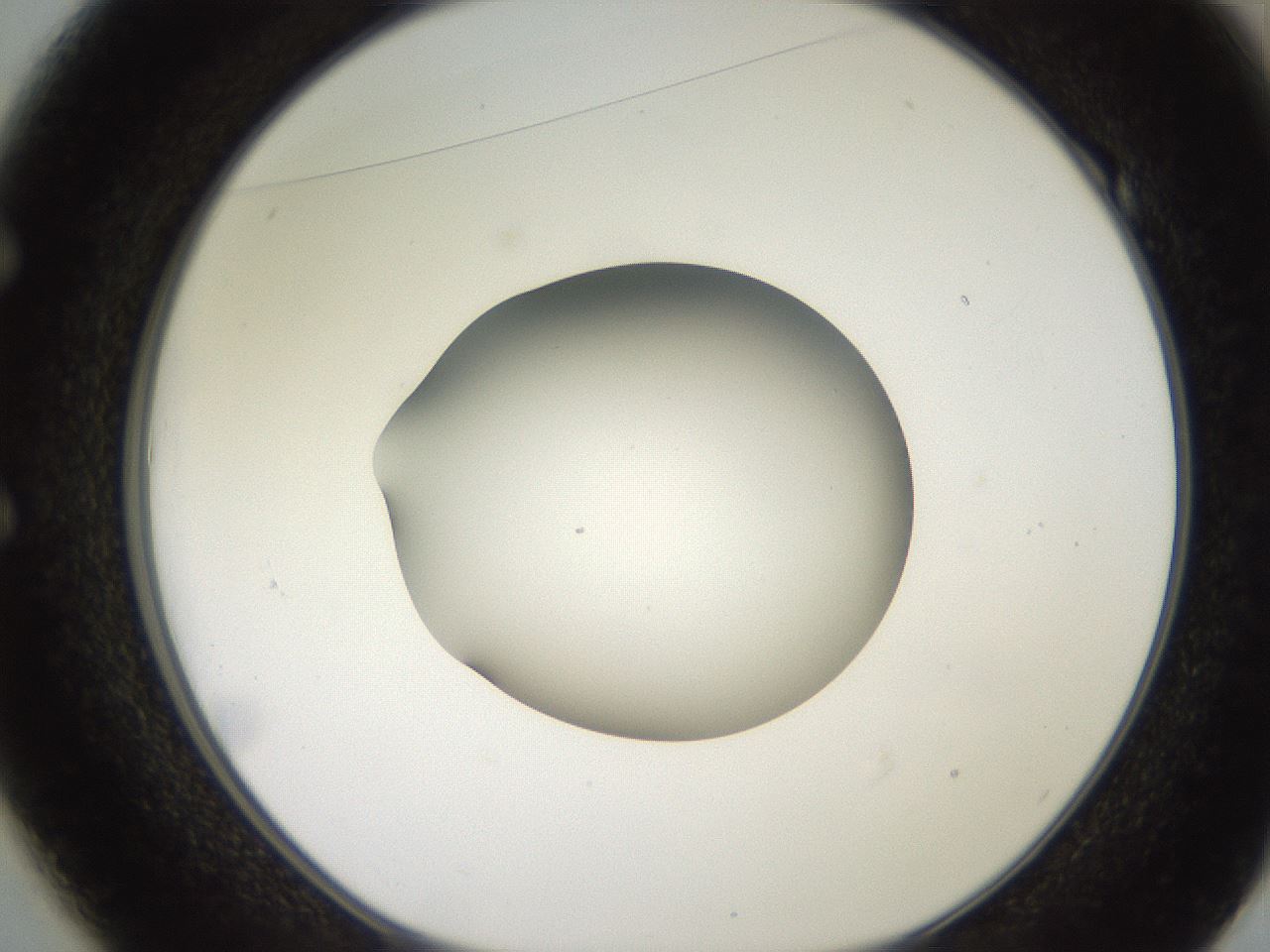 folderID260_plateID2260_batchID10334_wellNum49_profileID1_d1_r157090_ef.jpg