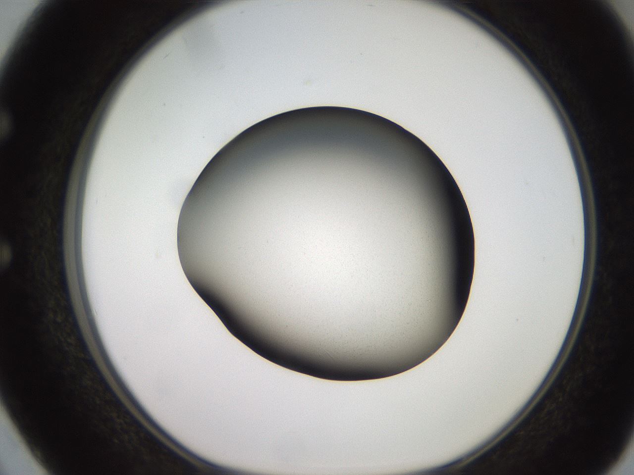 folderID260_plateID2260_batchID10334_wellNum50_profileID1_d1_r157092_ef.jpg