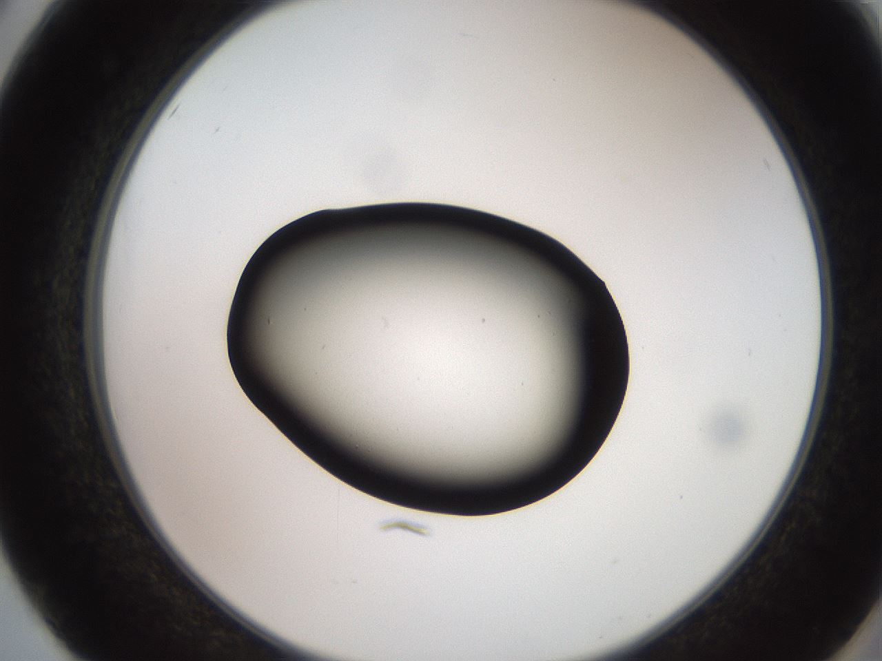 folderID260_plateID2260_batchID10334_wellNum50_profileID1_d2_r157093_ef.jpg
