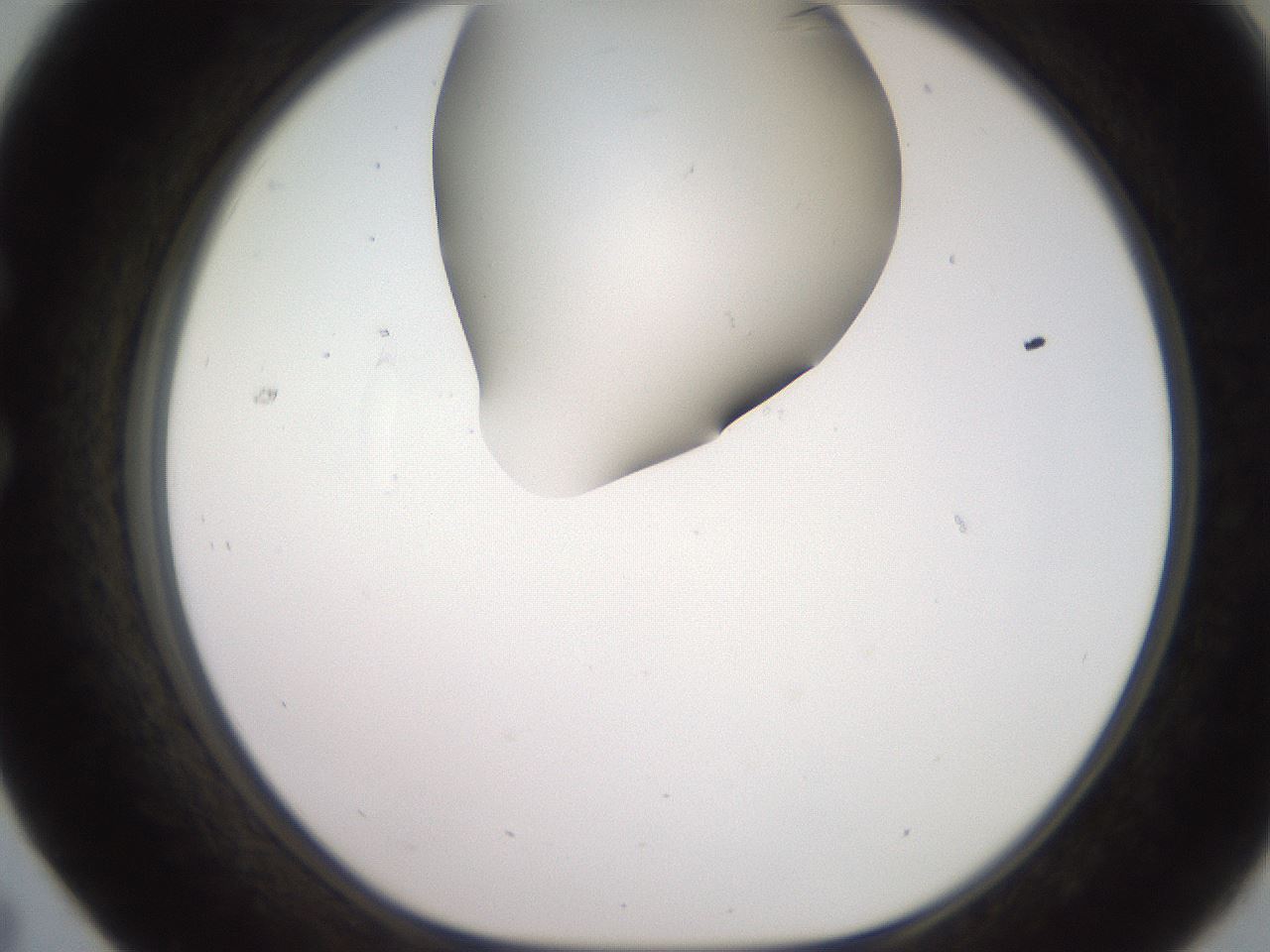 folderID260_plateID2260_batchID10334_wellNum31_profileID1_d1_r157054_ef.jpg