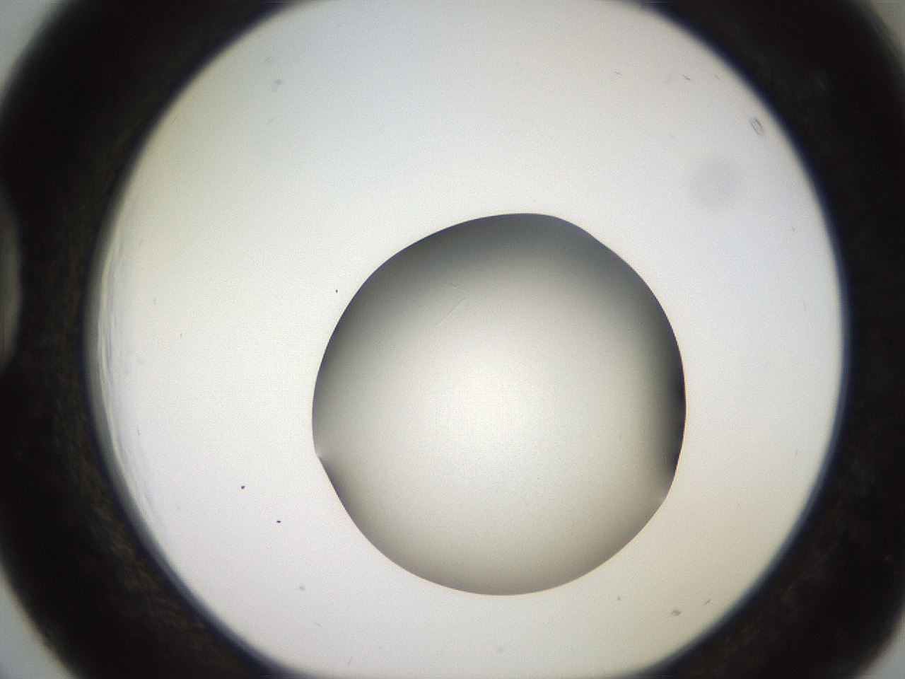 folderID260_plateID2260_batchID10334_wellNum39_profileID1_d1_r157070_ef.jpg