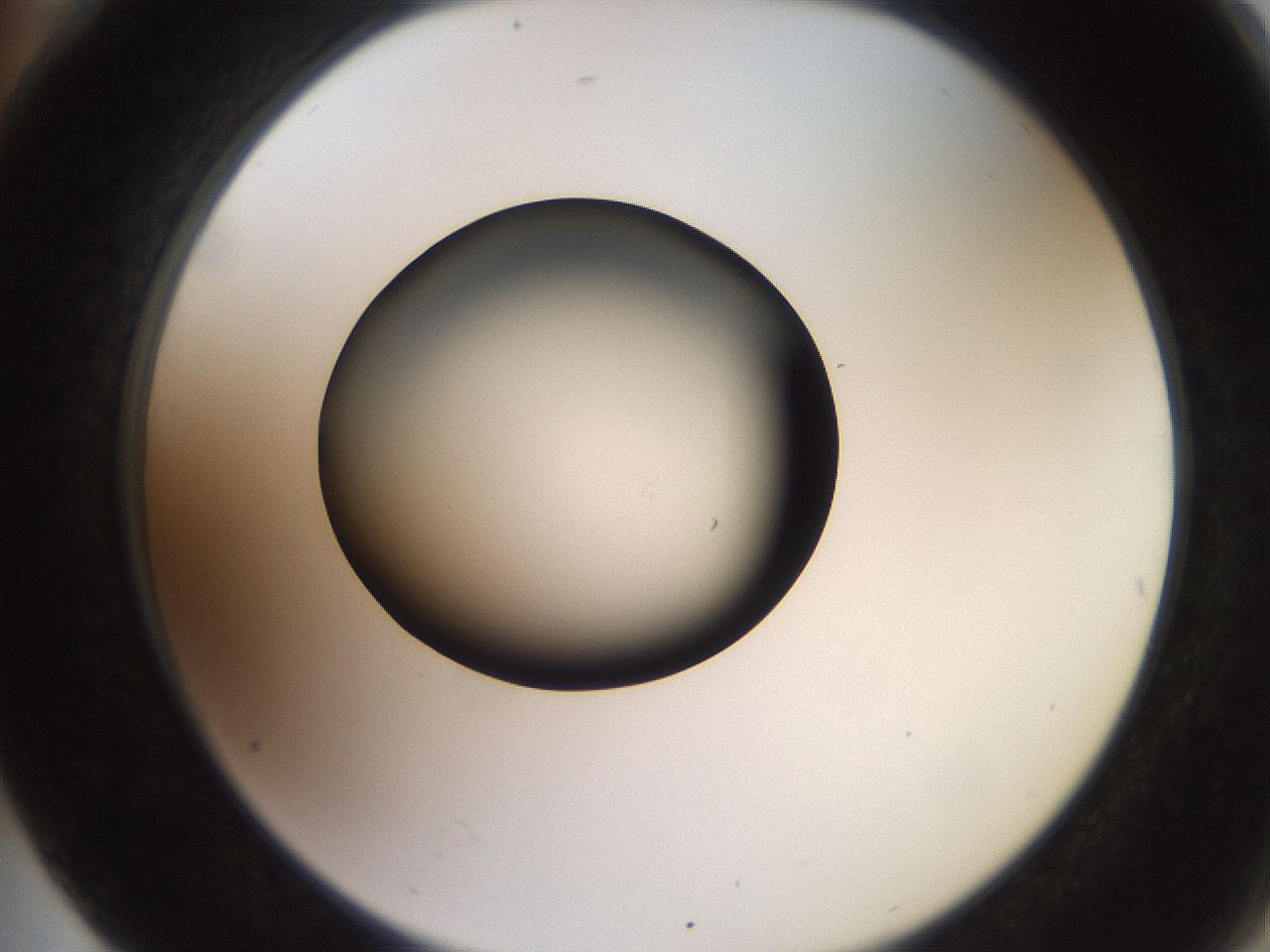 folderID260_plateID2260_batchID10334_wellNum76_profileID1_d2_r157145_ef.jpg