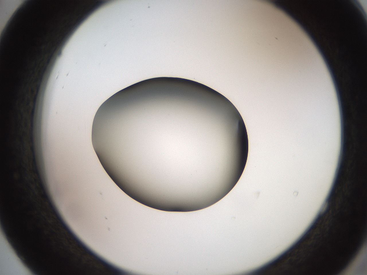 folderID260_plateID2260_batchID10334_wellNum52_profileID1_d2_r157097_ef.jpg