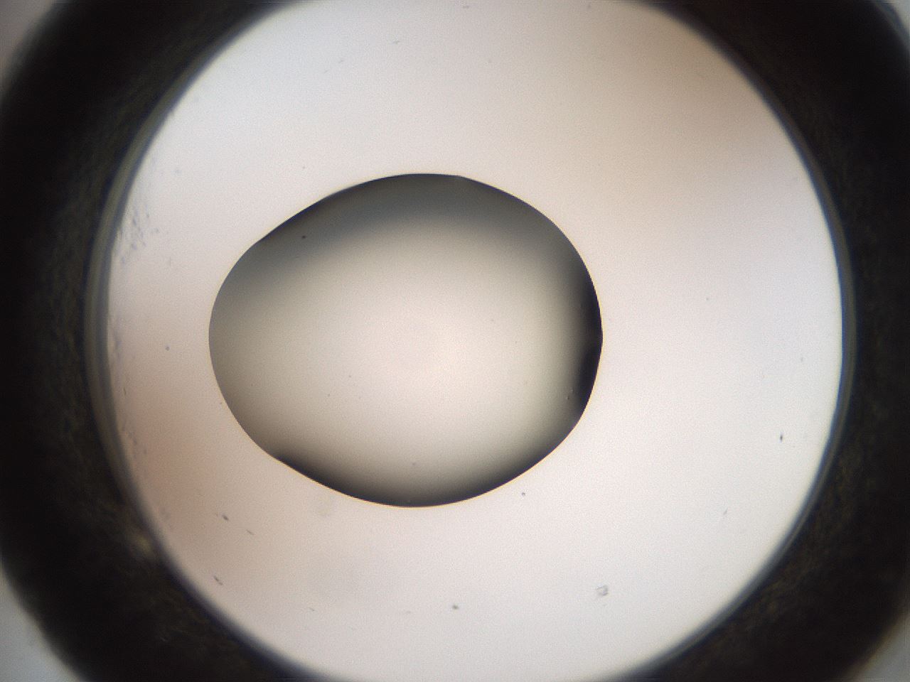 folderID260_plateID2260_batchID10334_wellNum53_profileID1_d2_r157099_ef.jpg
