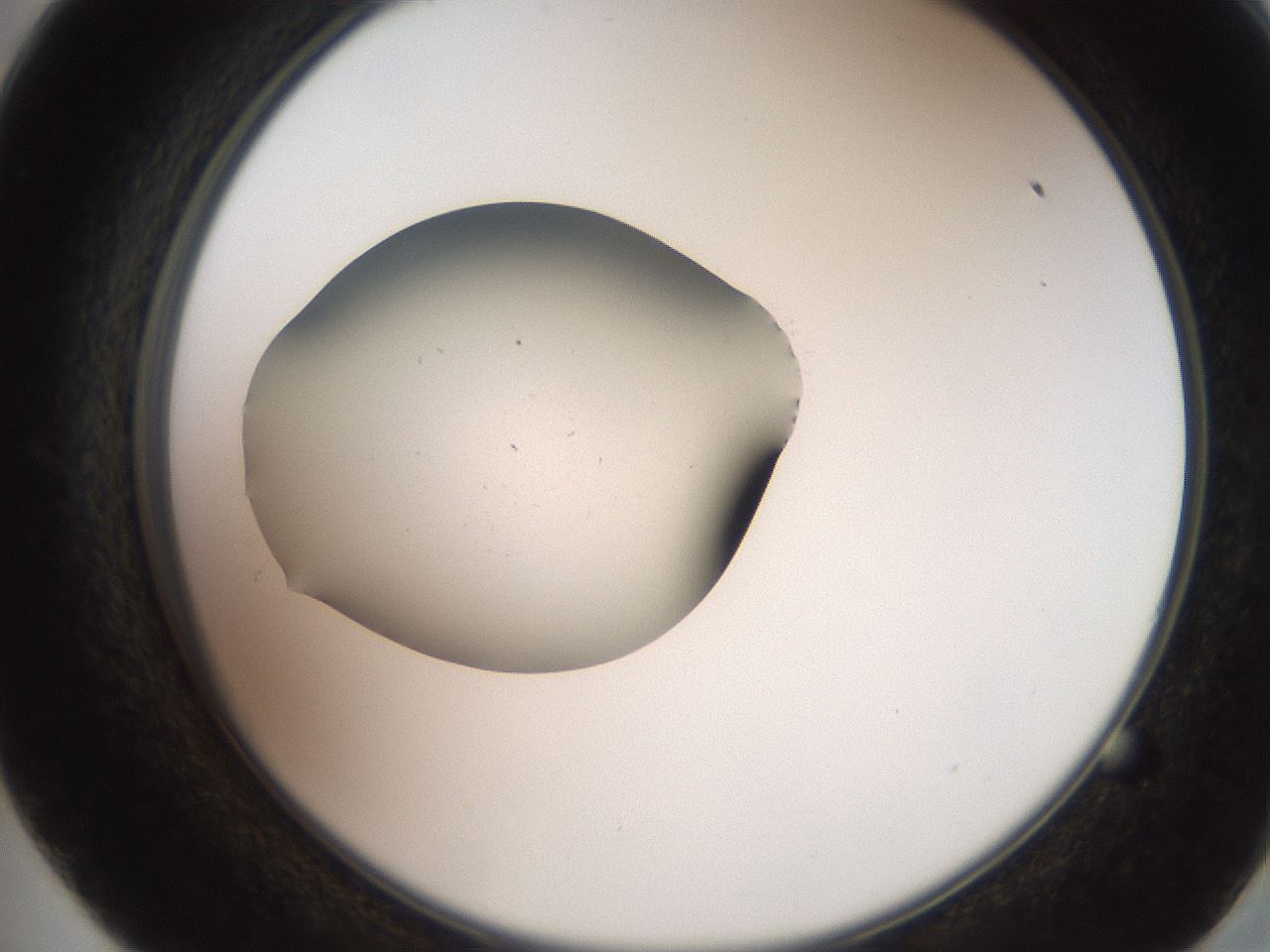 folderID260_plateID2260_batchID10334_wellNum57_profileID1_d2_r157107_ef.jpg
