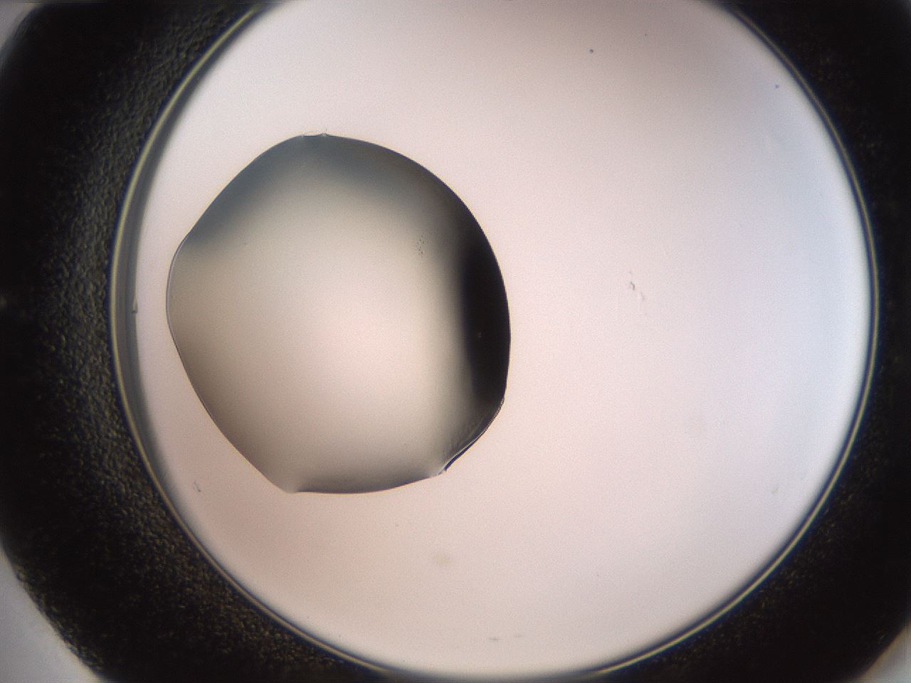 folderID260_plateID2260_batchID10334_wellNum60_profileID1_d2_r157113_ef.jpg
