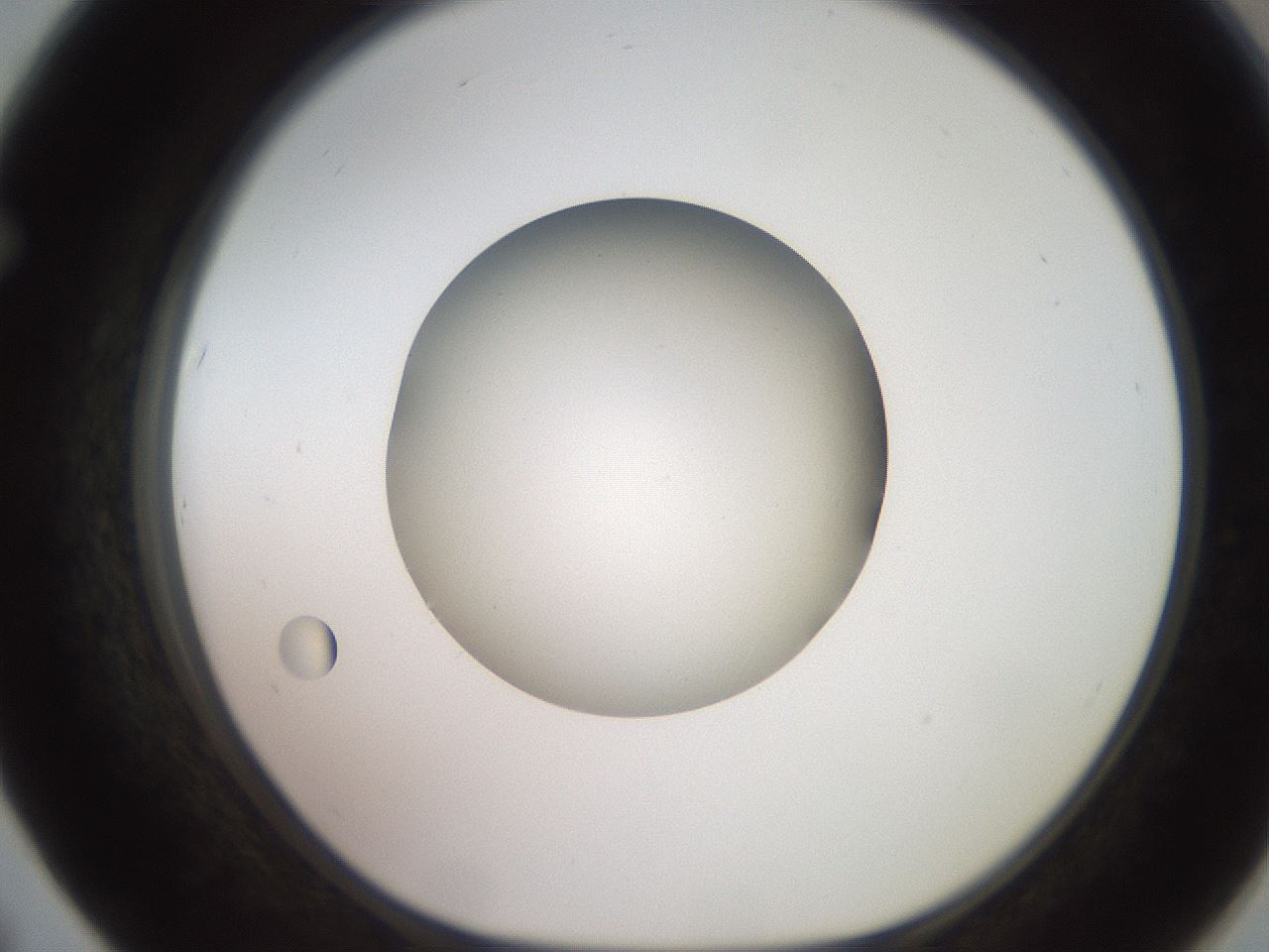 folderID260_plateID2260_batchID10334_wellNum67_profileID1_d1_r157126_ef.jpg