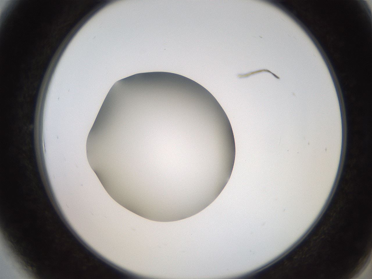 folderID260_plateID2260_batchID10334_wellNum6_profileID1_d2_r157005_ef.jpg