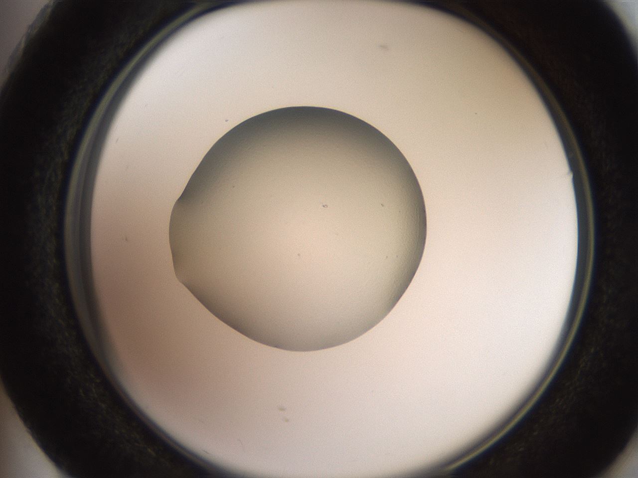 folderID260_plateID2260_batchID10334_wellNum73_profileID1_d2_r157139_ef.jpg
