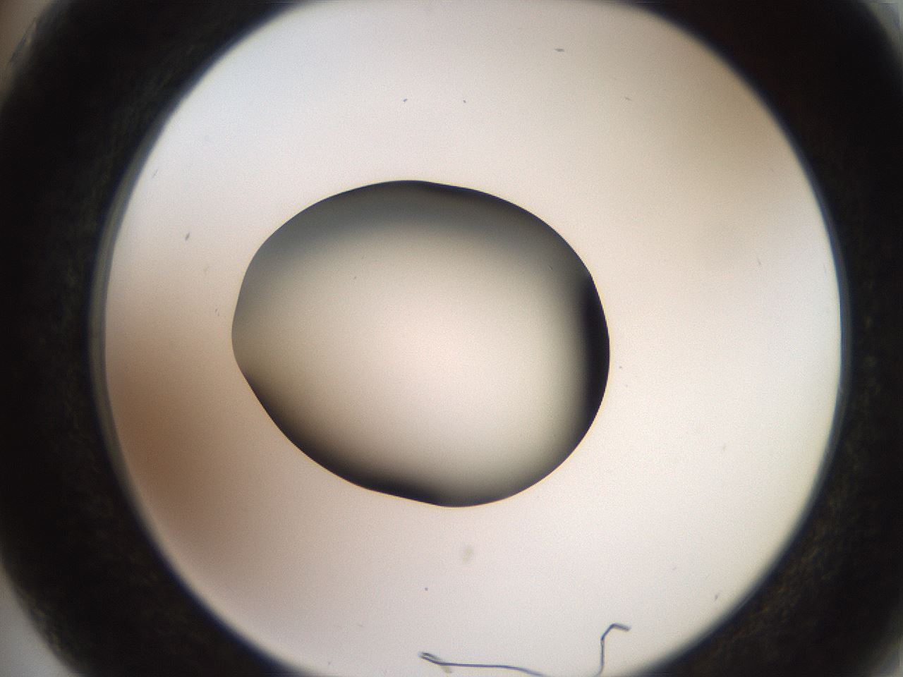 folderID260_plateID2260_batchID10334_wellNum75_profileID1_d2_r157143_ef.jpg