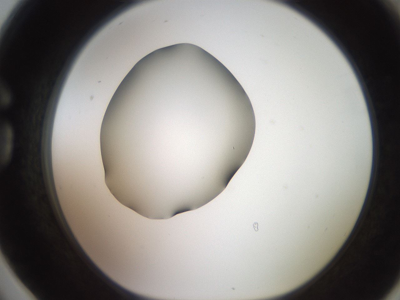 folderID260_plateID2260_batchID10334_wellNum78_profileID1_d1_r157148_ef.jpg