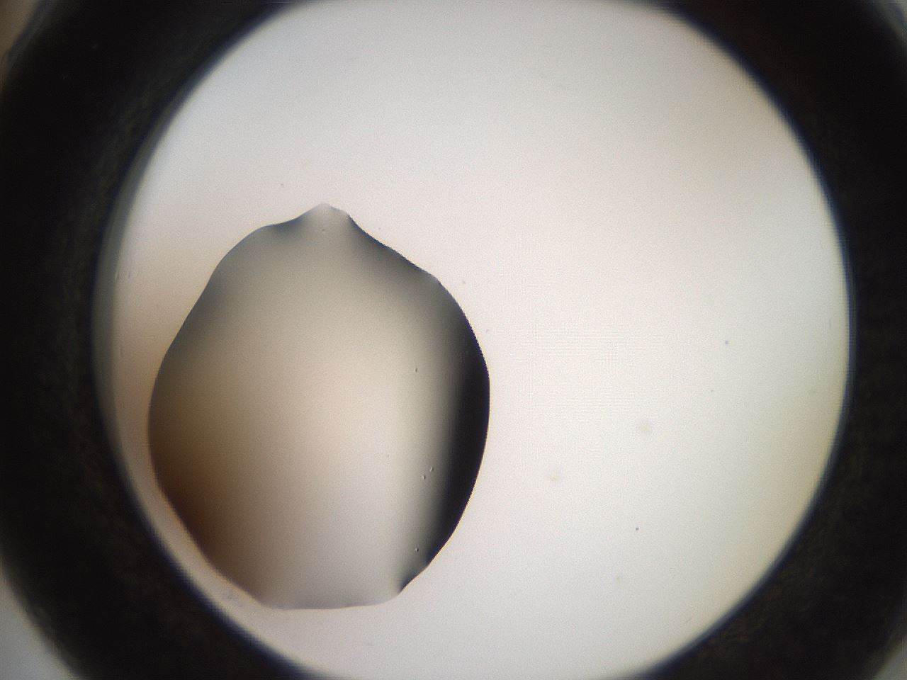 folderID260_plateID2260_batchID10334_wellNum78_profileID1_d2_r157149_ef.jpg