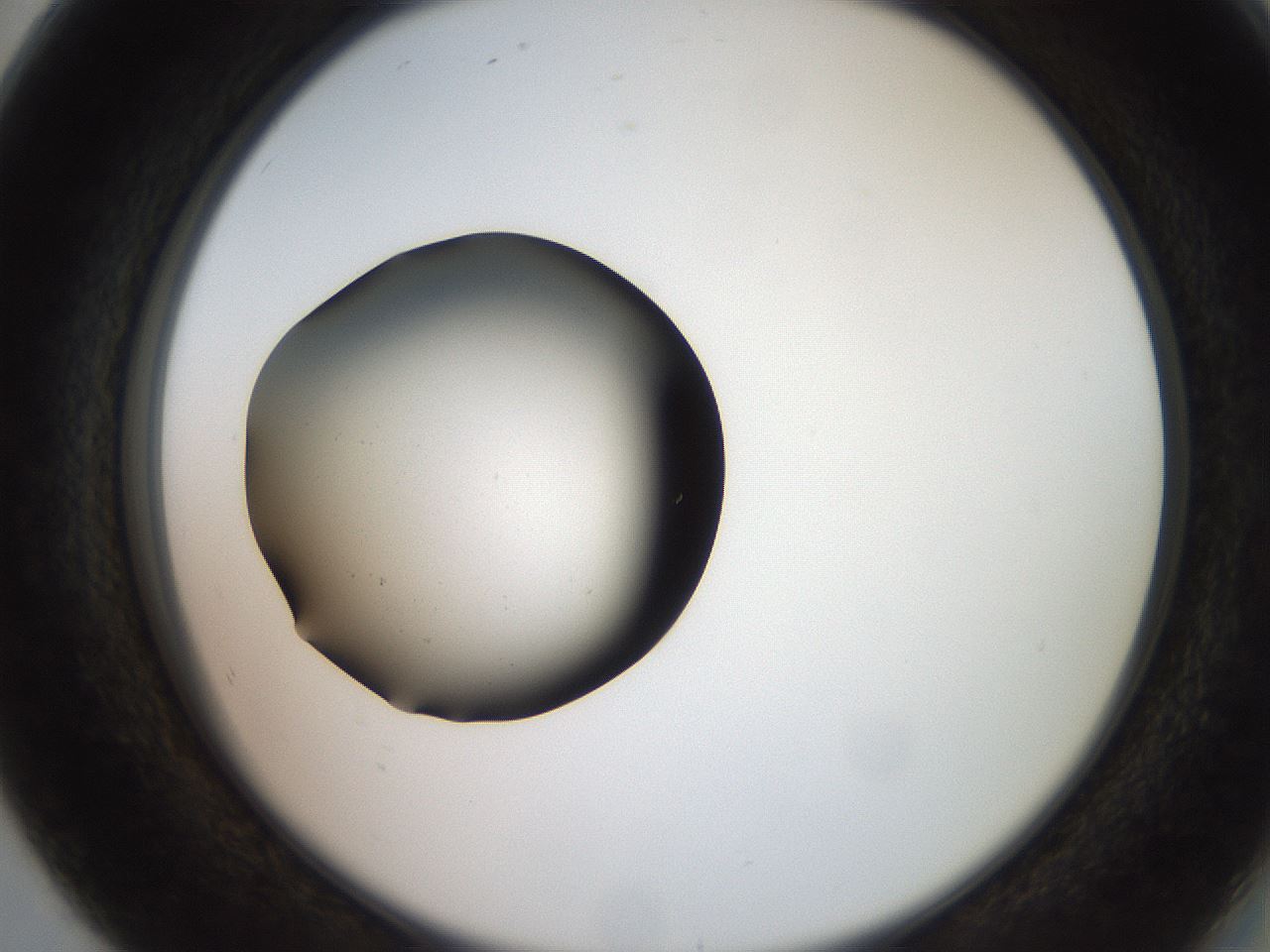 folderID260_plateID2260_batchID10334_wellNum80_profileID1_d2_r157153_ef.jpg