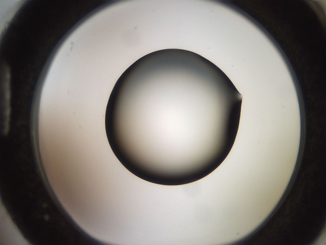 folderID260_plateID2260_batchID10334_wellNum88_profileID1_d1_r157168_ef.jpg