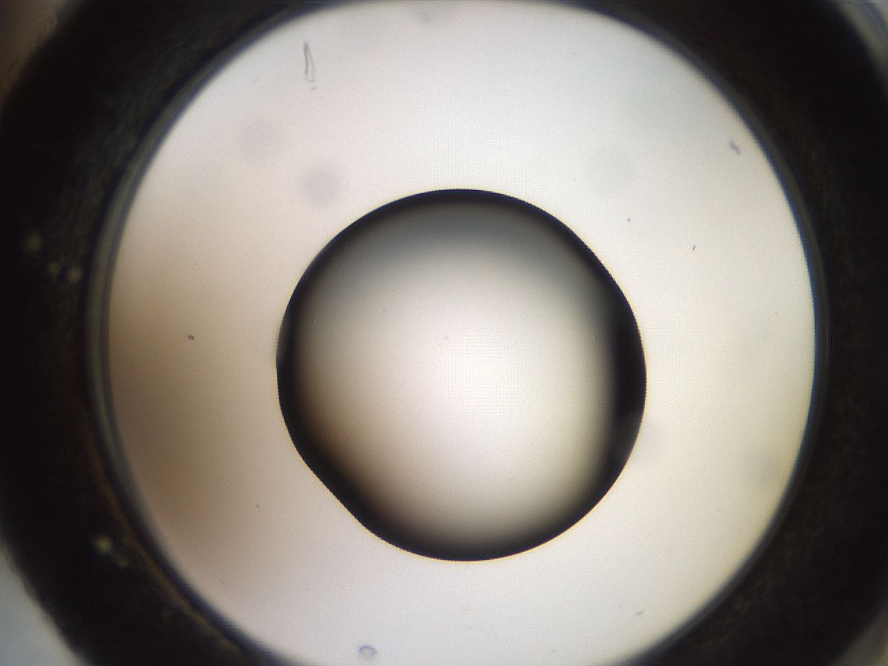 folderID260_plateID2260_batchID10334_wellNum88_profileID1_d2_r157169_ef.jpg