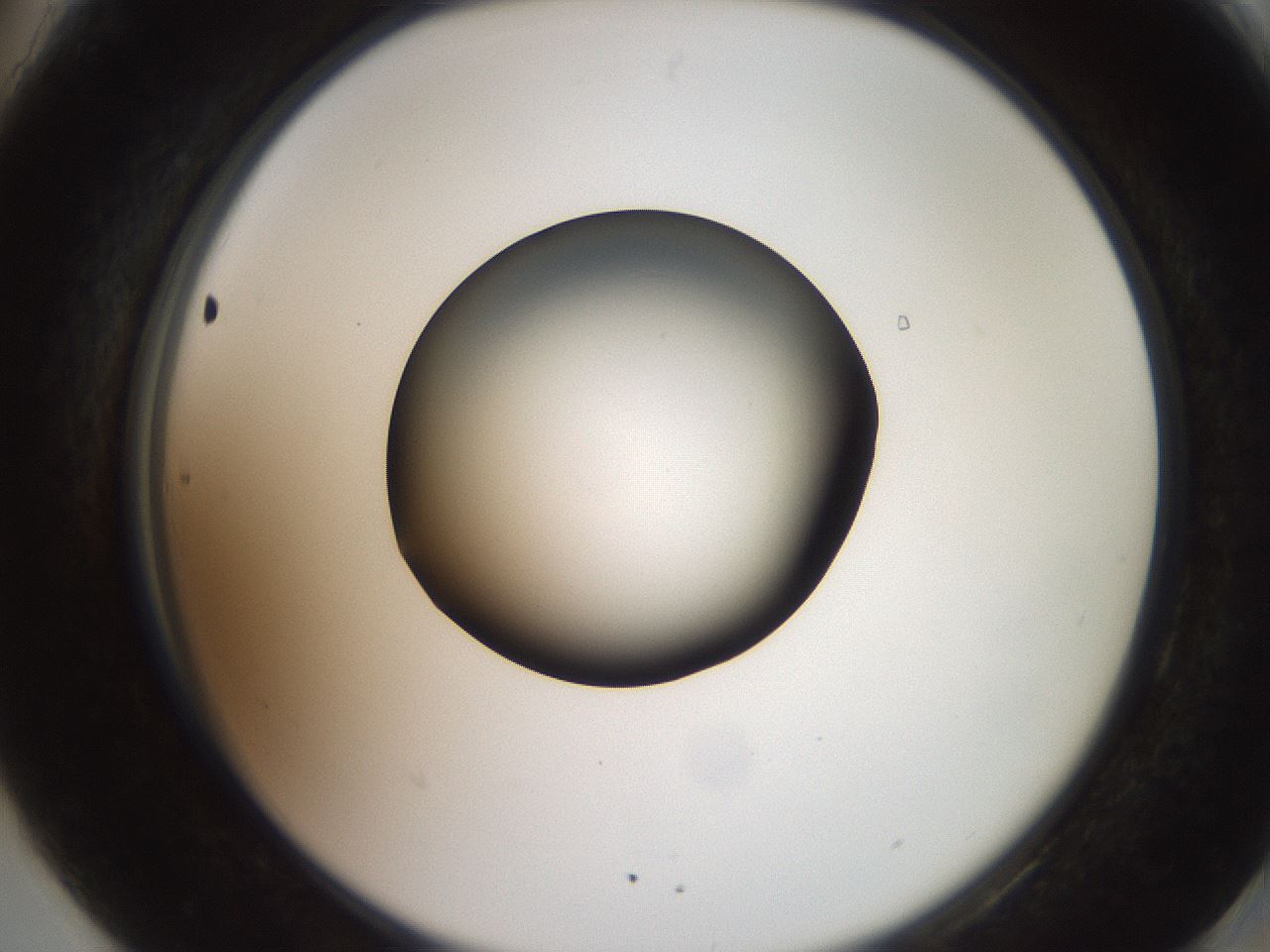 folderID260_plateID2260_batchID10334_wellNum90_profileID1_d2_r157173_ef.jpg