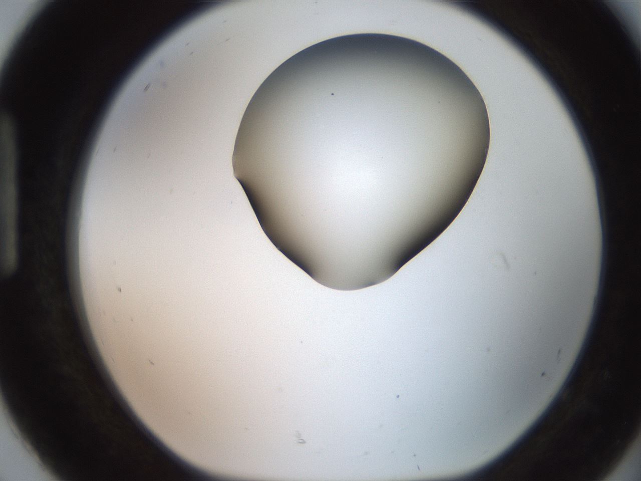 folderID260_plateID2260_batchID10334_wellNum92_profileID1_d1_r157176_ef.jpg