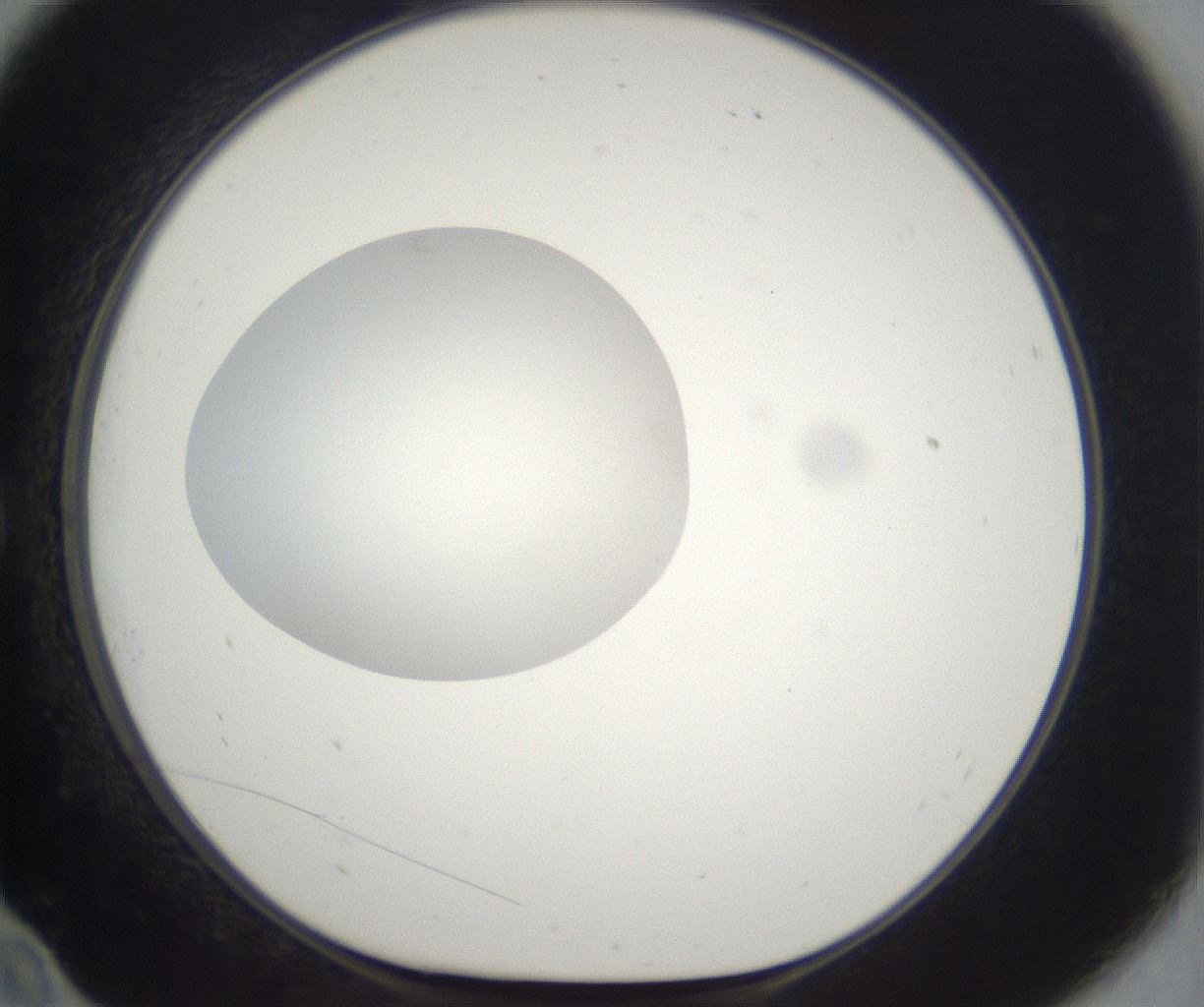 folderID261_plateID2261_batchID10354_wellNum10_profileID1_d1_r158059_ef.jpg