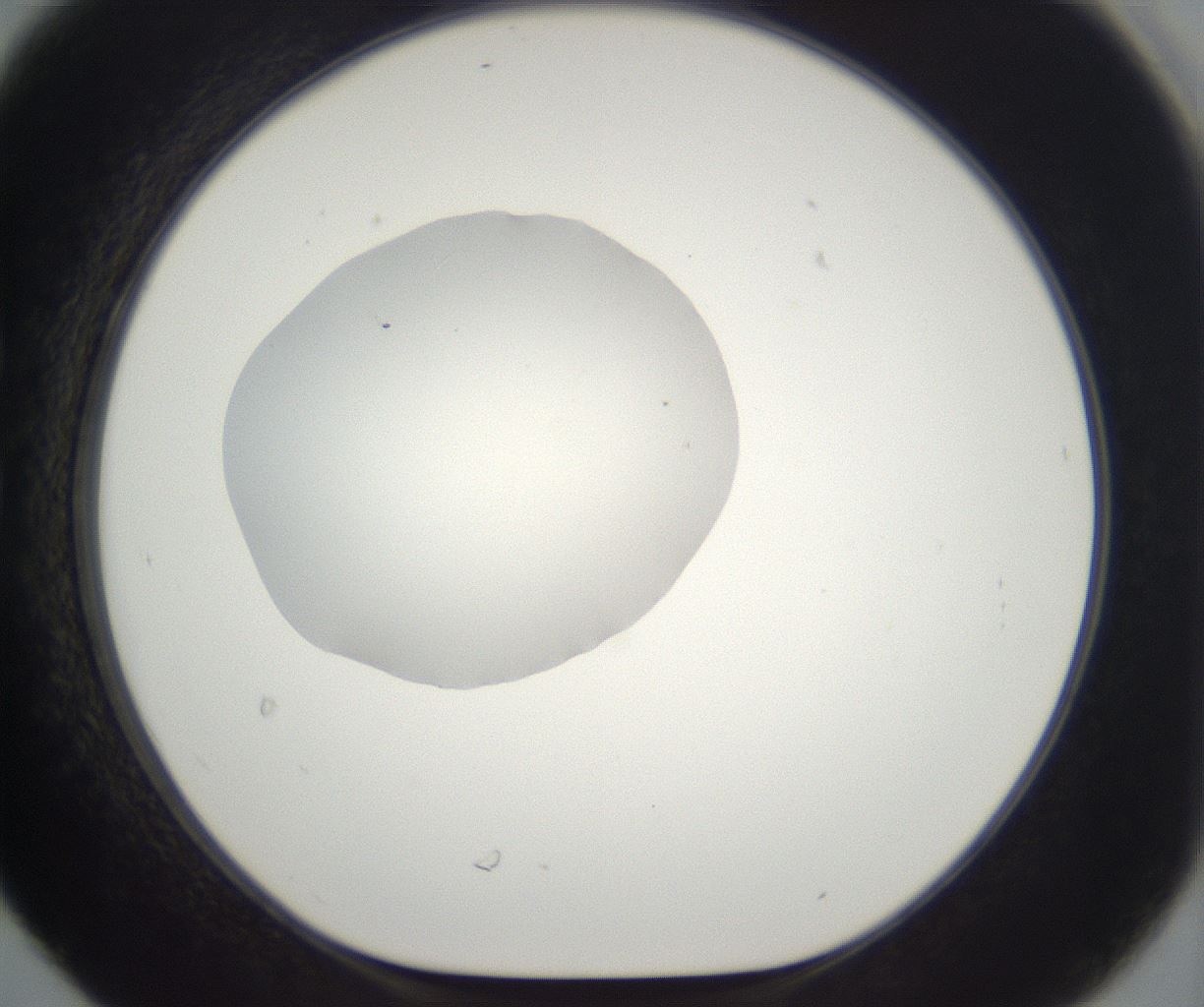 folderID261_plateID2261_batchID10354_wellNum30_profileID1_d1_r158079_ef.jpg
