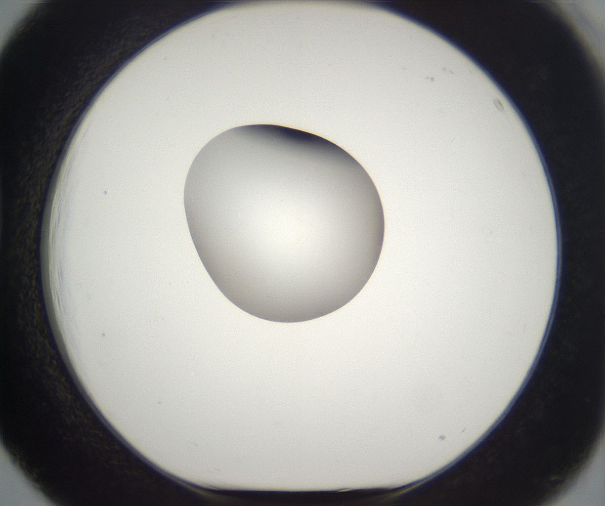 folderID261_plateID2261_batchID10354_wellNum39_profileID1_d1_r158088_ef.jpg