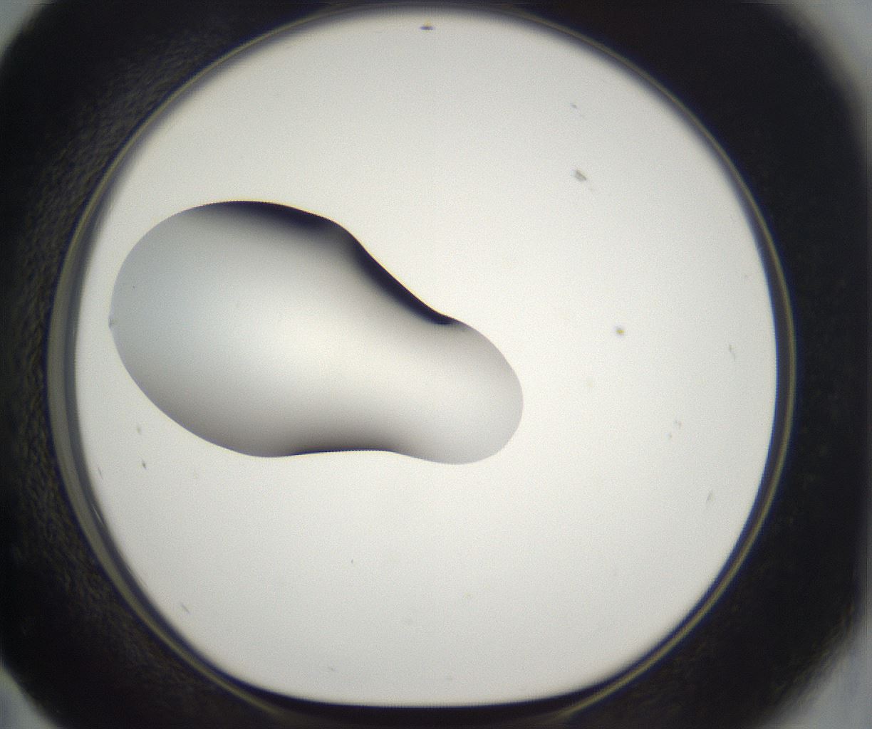 folderID261_plateID2261_batchID10354_wellNum59_profileID1_d1_r158108_ef.jpg