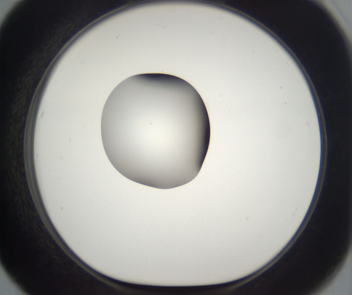 folderID261_plateID2261_batchID10354_wellNum67_profileID1_d1_r158116_ef.jpg
