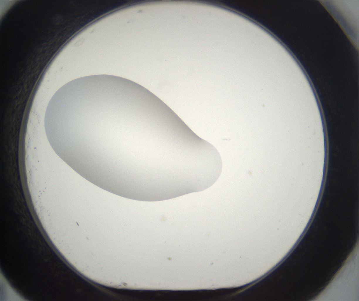 folderID261_plateID2261_batchID10354_wellNum83_profileID1_d1_r158132_ef.jpg