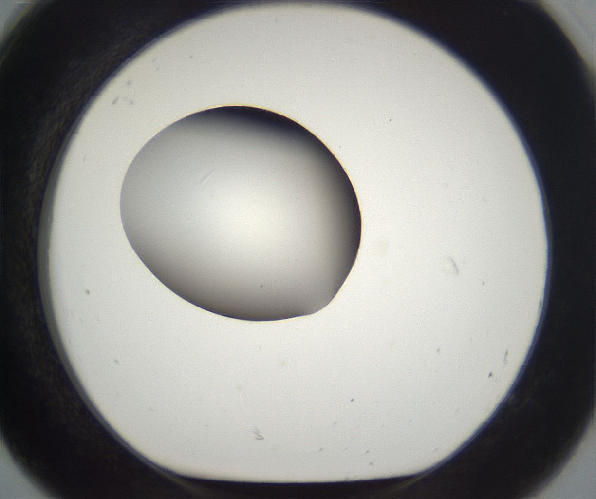 folderID261_plateID2261_batchID10354_wellNum92_profileID1_d1_r158141_ef.jpg