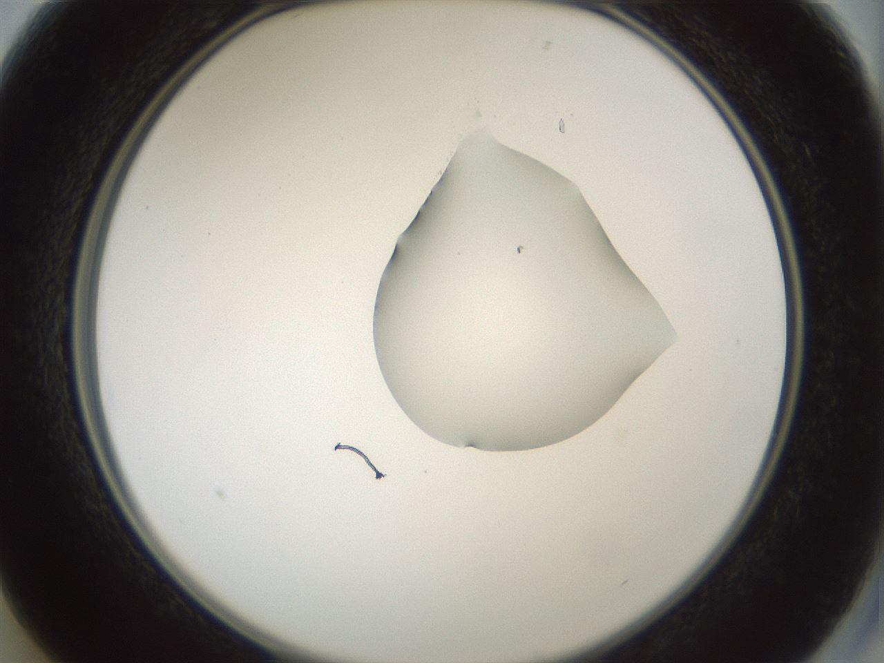 folderID262_plateID1262_batchID4186_wellNum13_profileID1_d2_r73361_ef.jpg