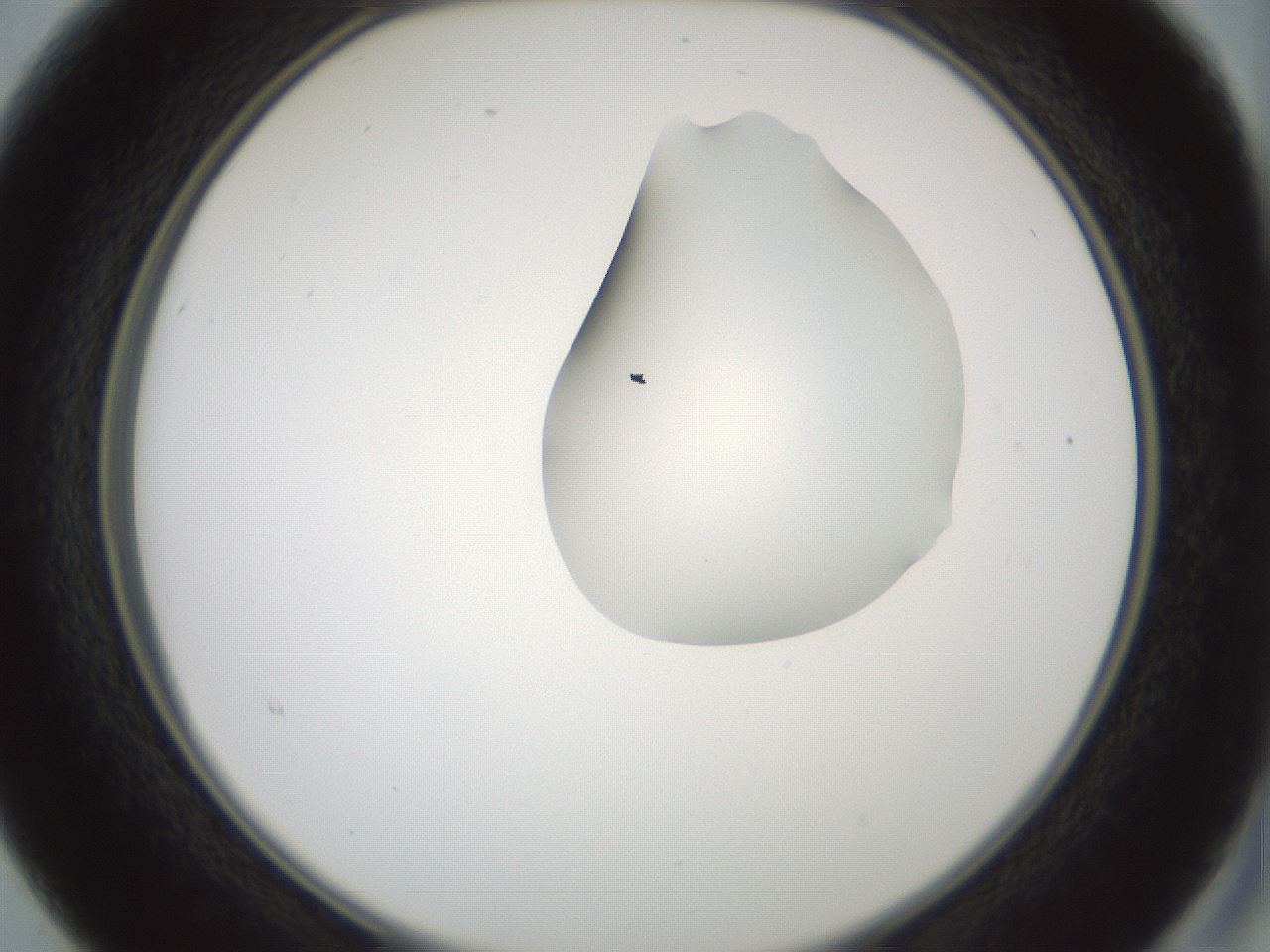 folderID262_plateID1262_batchID4186_wellNum15_profileID1_d2_r73365_ef.jpg
