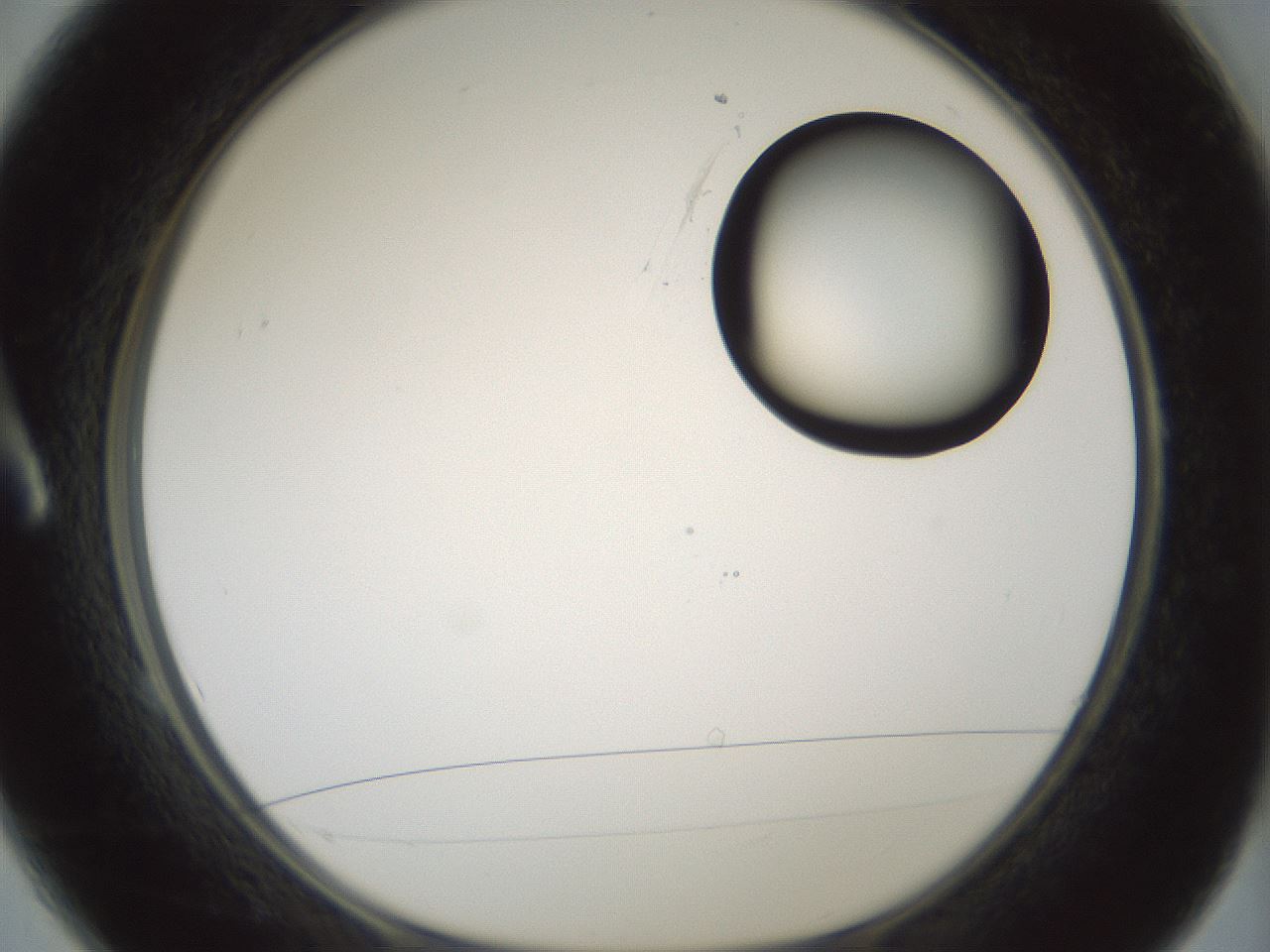 folderID262_plateID1262_batchID4186_wellNum1_profileID1_d1_r73336_ef.jpg