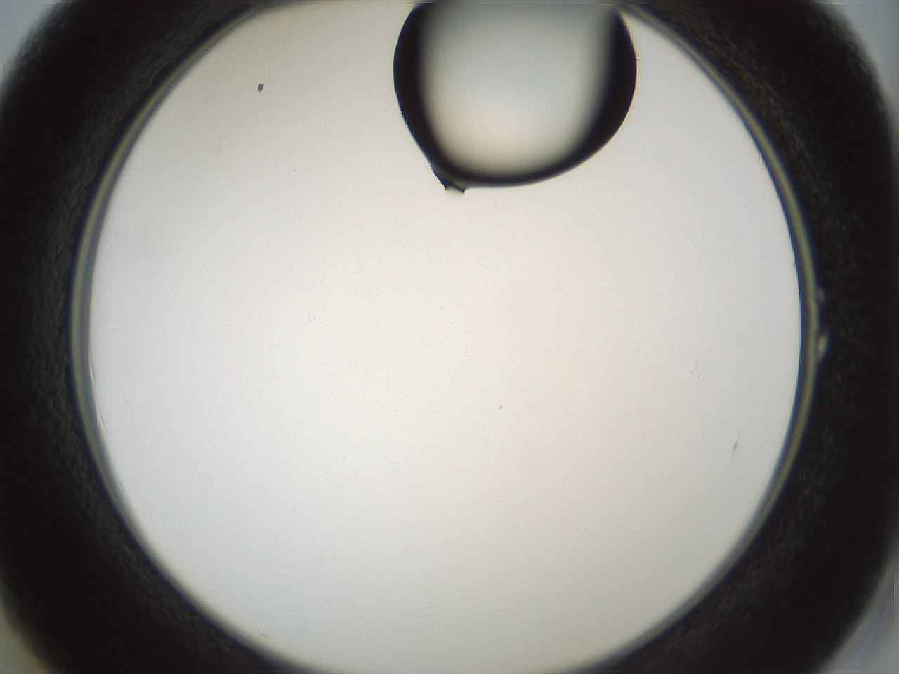 folderID262_plateID1262_batchID4186_wellNum1_profileID1_d2_r73337_ef.jpg
