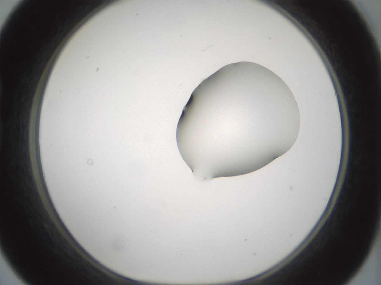 folderID262_plateID1262_batchID4186_wellNum21_profileID1_d1_r73376_ef.jpg