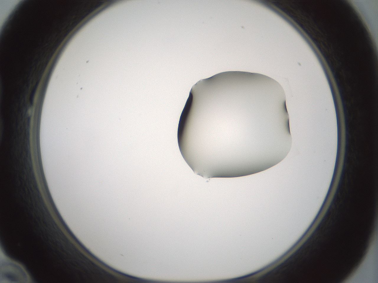 folderID262_plateID1262_batchID4186_wellNum22_profileID1_d1_r73378_ef.jpg