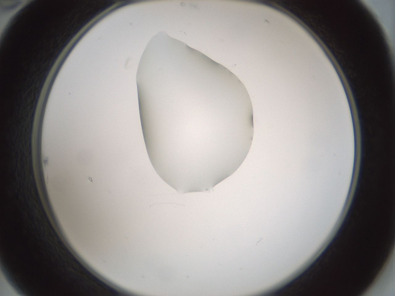 folderID262_plateID1262_batchID4186_wellNum22_profileID1_d2_r73379_ef.jpg