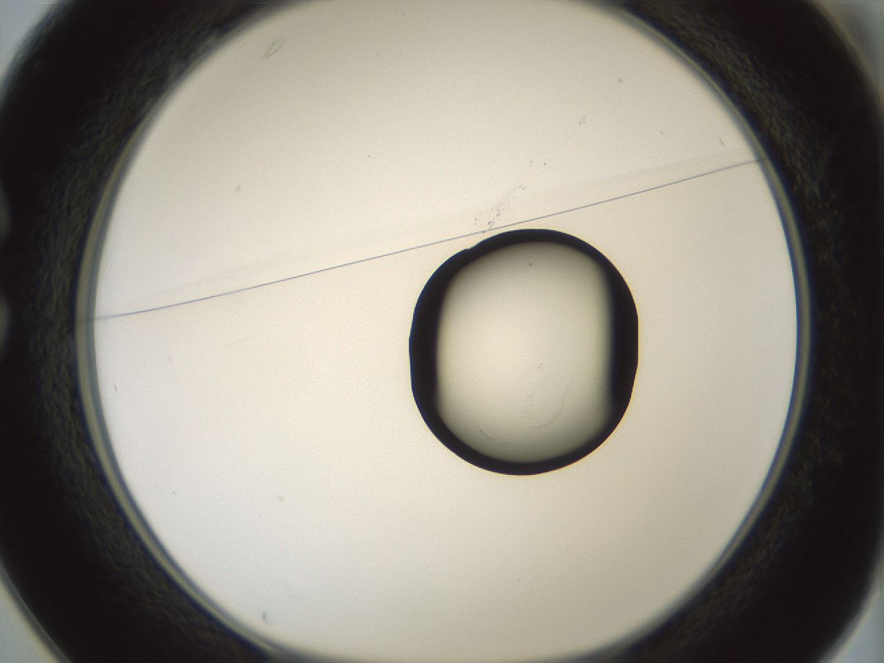folderID262_plateID1262_batchID4186_wellNum25_profileID1_d1_r73384_ef.jpg