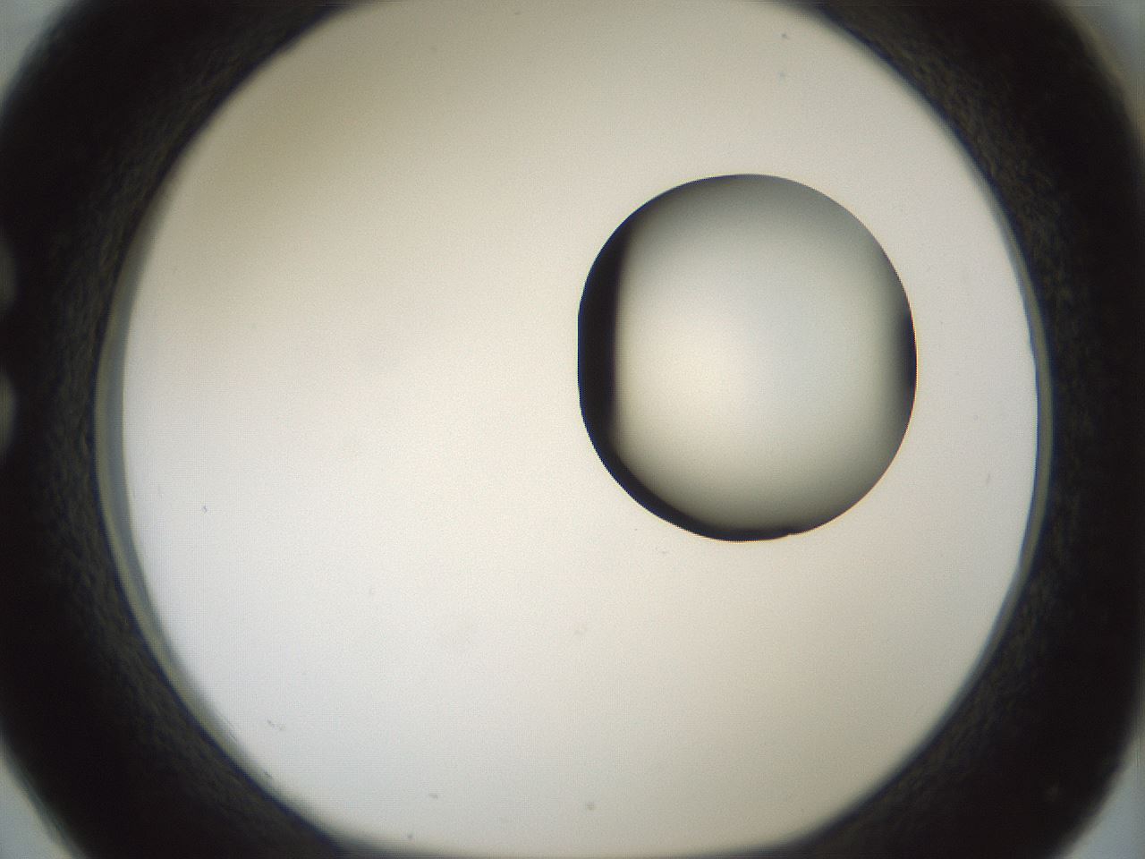 folderID262_plateID1262_batchID4186_wellNum26_profileID1_d1_r73386_ef.jpg