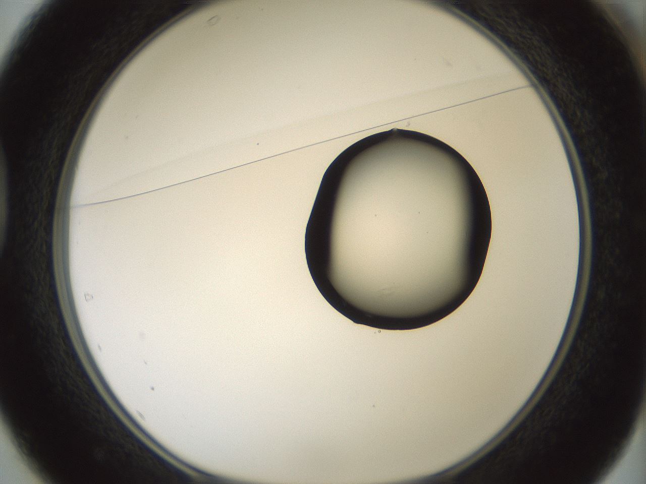 folderID262_plateID1262_batchID4186_wellNum37_profileID1_d1_r73408_ef.jpg