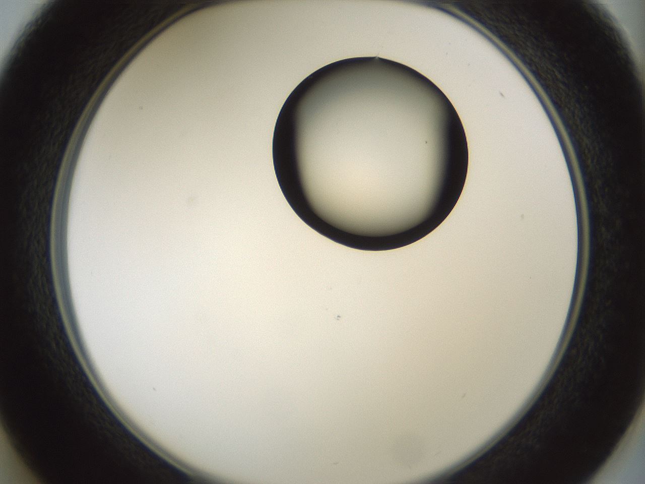 folderID262_plateID1262_batchID4186_wellNum37_profileID1_d2_r73409_ef.jpg