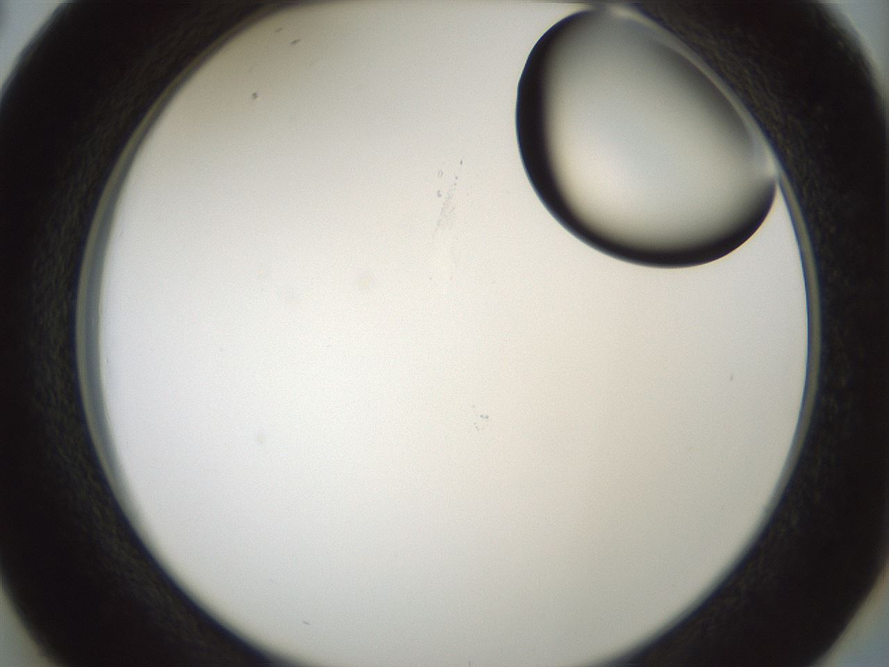 folderID262_plateID1262_batchID4186_wellNum38_profileID1_d2_r73411_ef.jpg