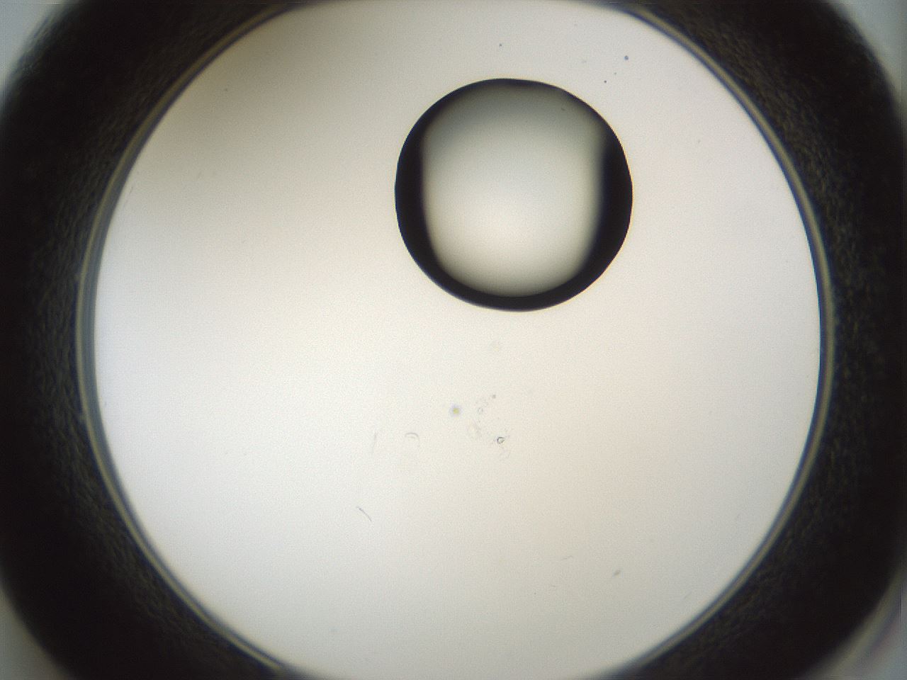 folderID262_plateID1262_batchID4186_wellNum49_profileID1_d2_r73433_ef.jpg