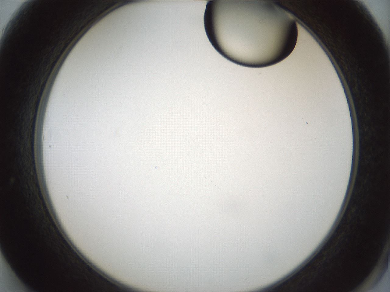 folderID262_plateID1262_batchID4186_wellNum61_profileID1_d2_r73457_ef.jpg