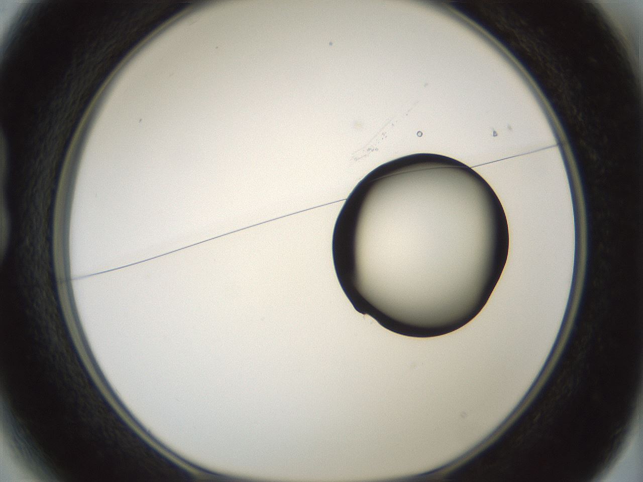 folderID262_plateID1262_batchID4186_wellNum13_profileID1_d1_r73360_ef.jpg