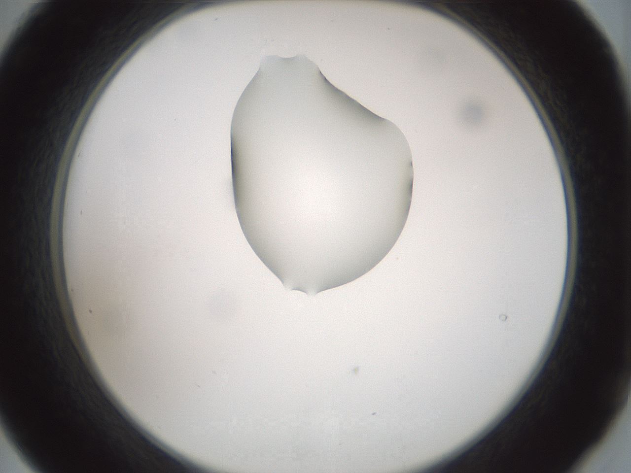folderID262_plateID1262_batchID4186_wellNum21_profileID1_d2_r73377_ef.jpg