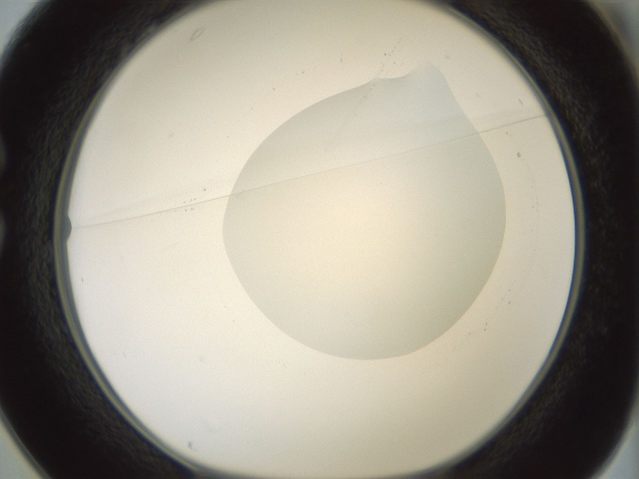 folderID263_plateID1263_batchID4188_wellNum25_profileID1_d1_r73960_ef.jpg