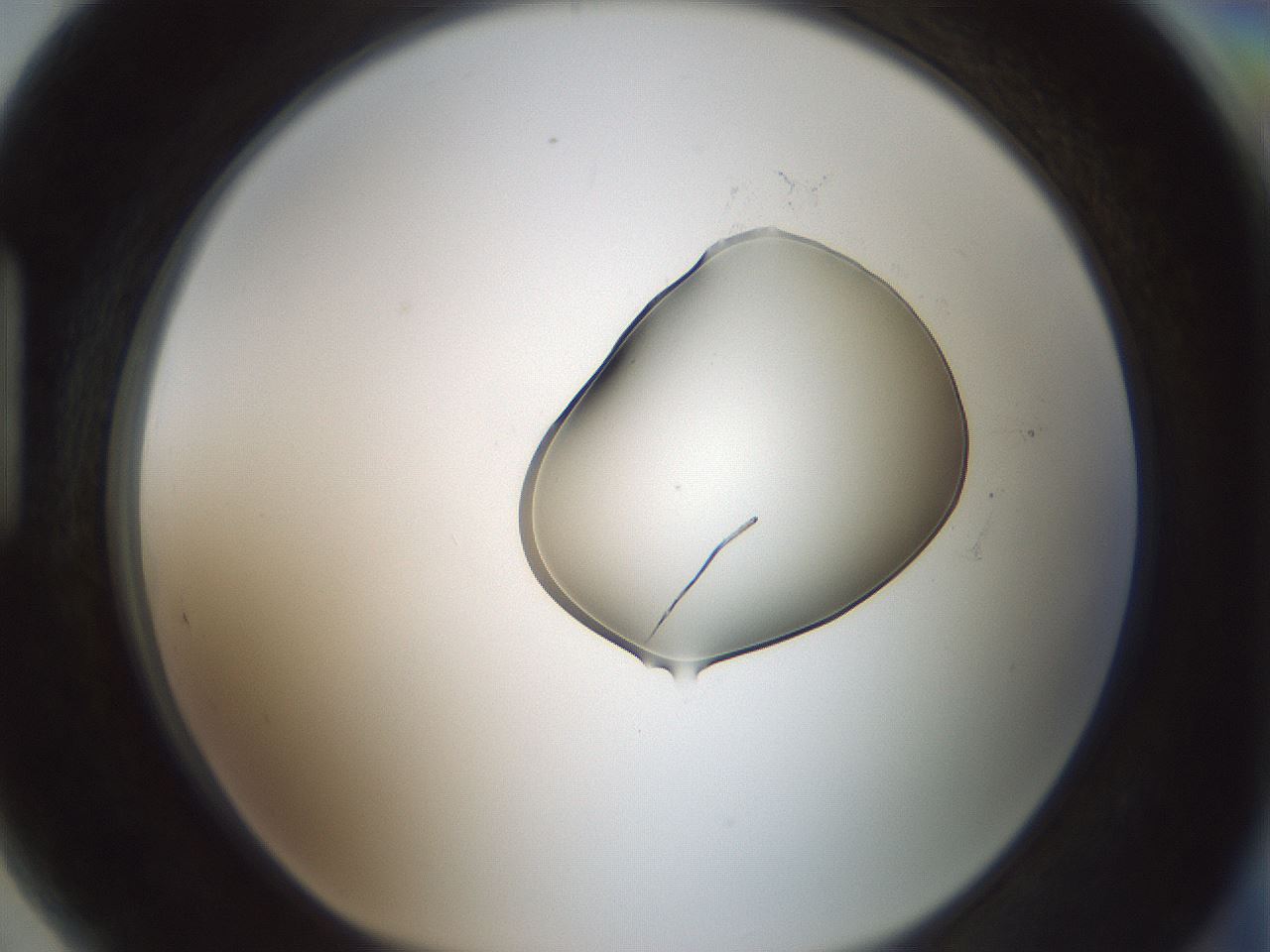 folderID262_plateID1262_batchID4186_wellNum89_profileID1_d1_r73512_ef.jpg